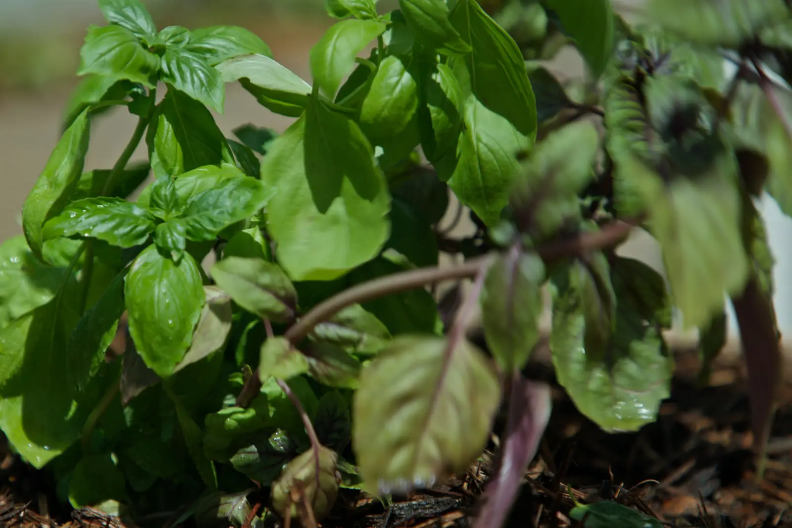 Basil growing in the herb bed outside the YPC Market kitchen